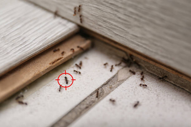 Best Spider Control Near Me  in Salina, KS