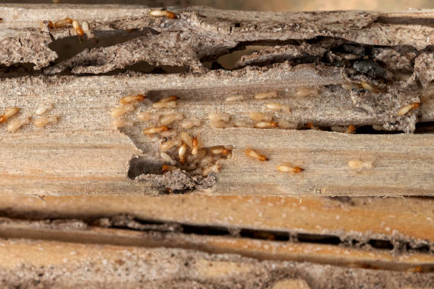 Best Affordable Pest Control Services  in Salina, KS